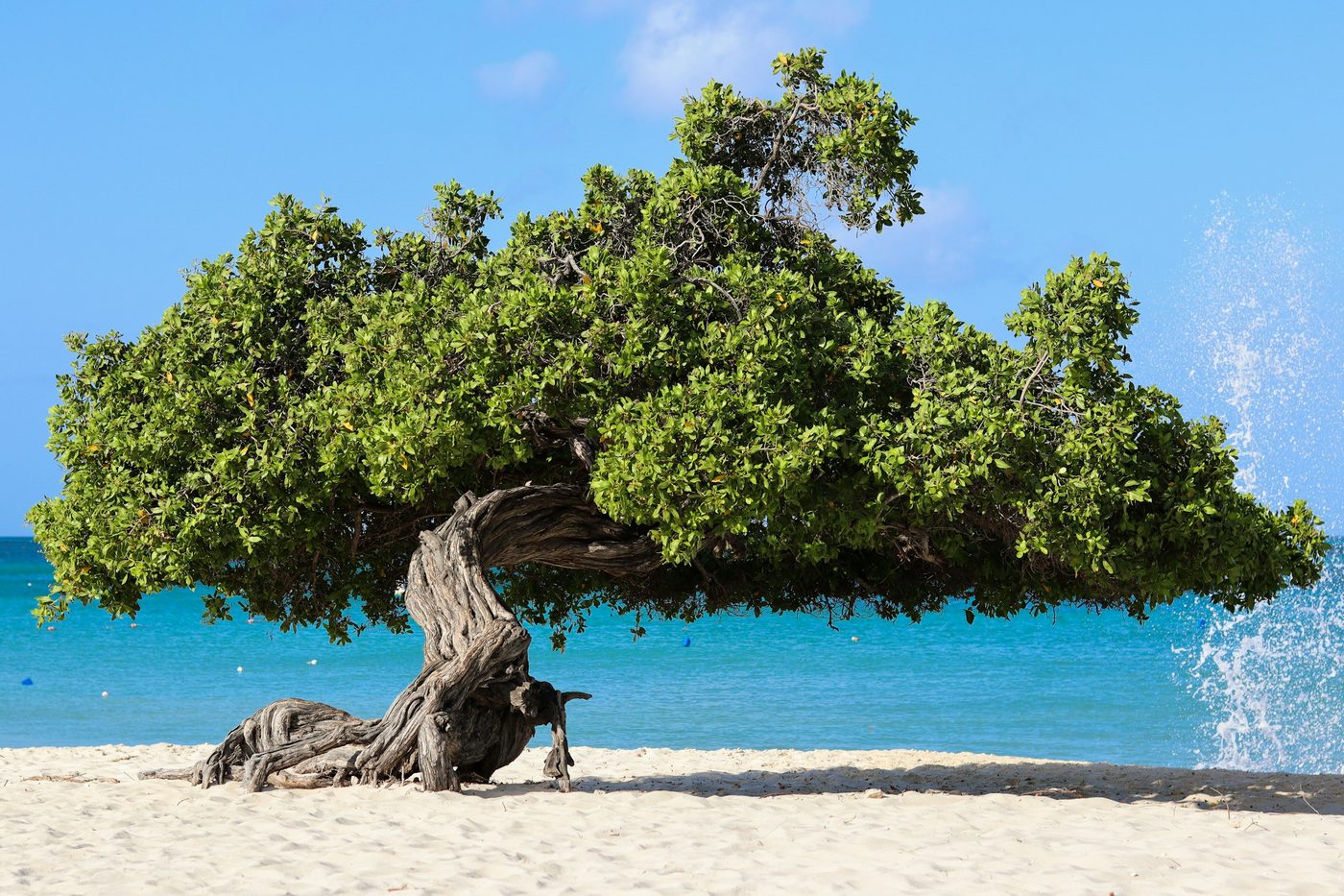 Árbol fofoti inclinado por el viento sobre la arena blanca de Eagle Beach, Aruba