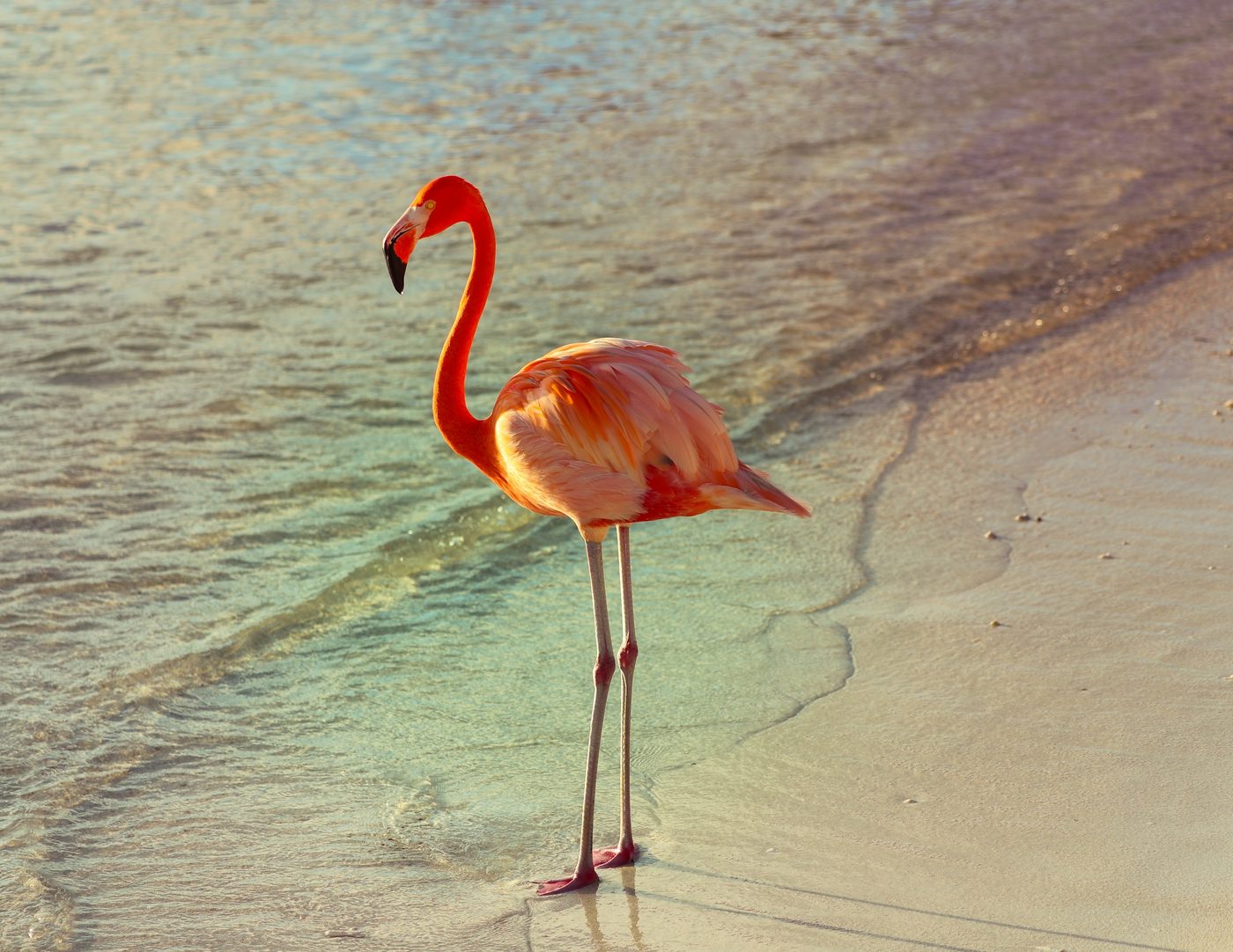 Flamenco rosado caminando sobre la arena al atardecer en una isla de Aruba