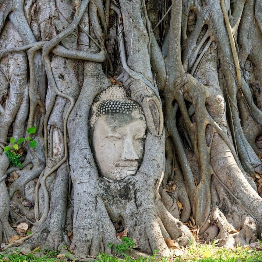 Cabeza de Buda entre las raíces de un árbol en Ayutthaya