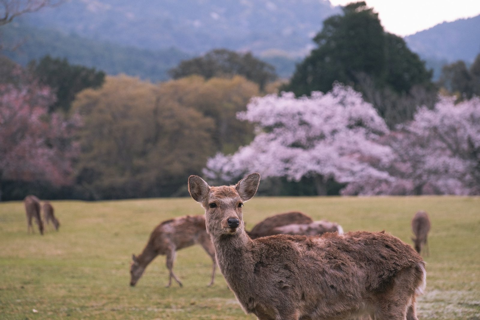 Ciervos pastando en el parque de Nara con cerezos florecidos al fondo