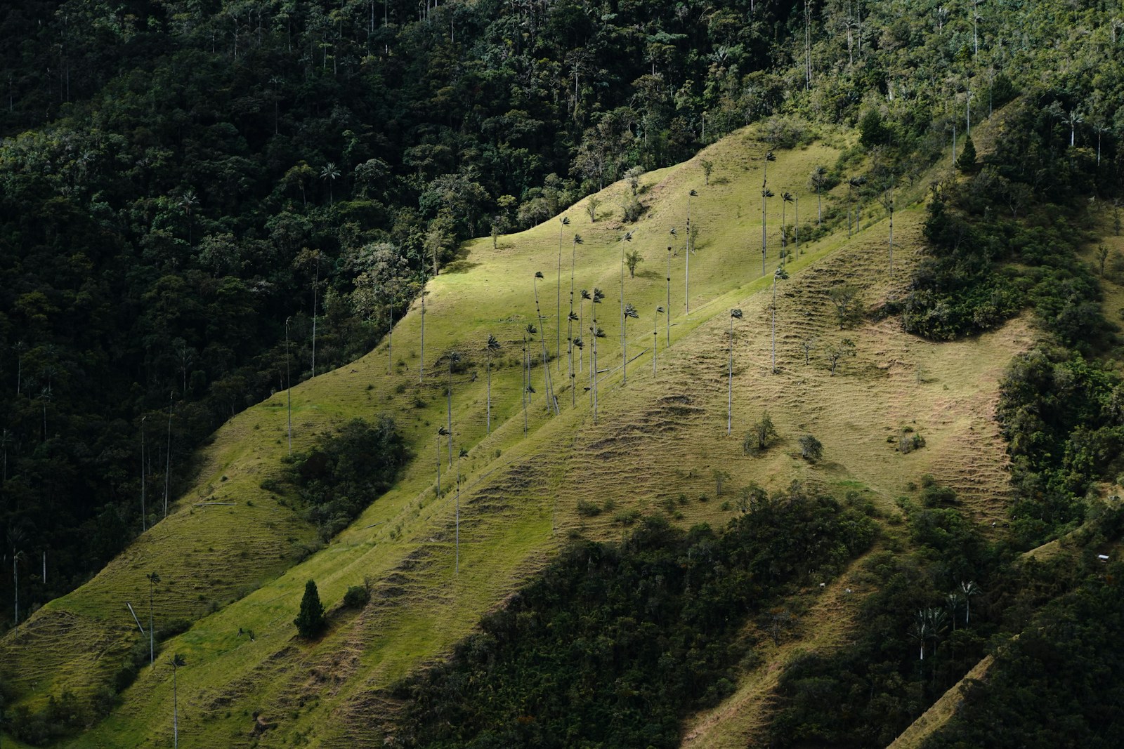Palmas de cera en las montañas del Valle de Cocora, Quindío