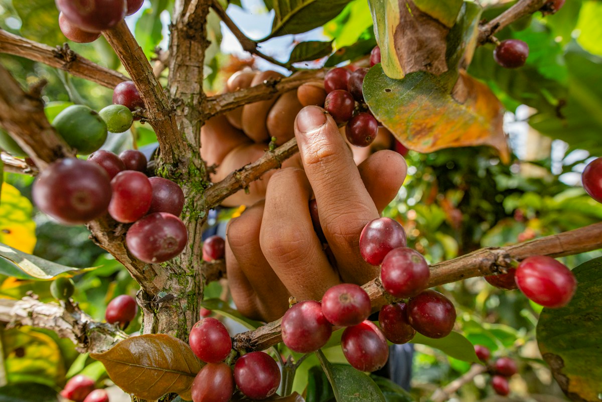 Mano recogiendo granos maduros de café rojo en la rama