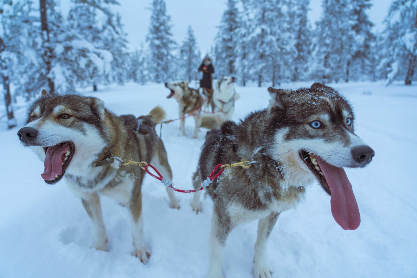 Huskies siberianos tirando de un trineo en un bosque nevado de Laponia