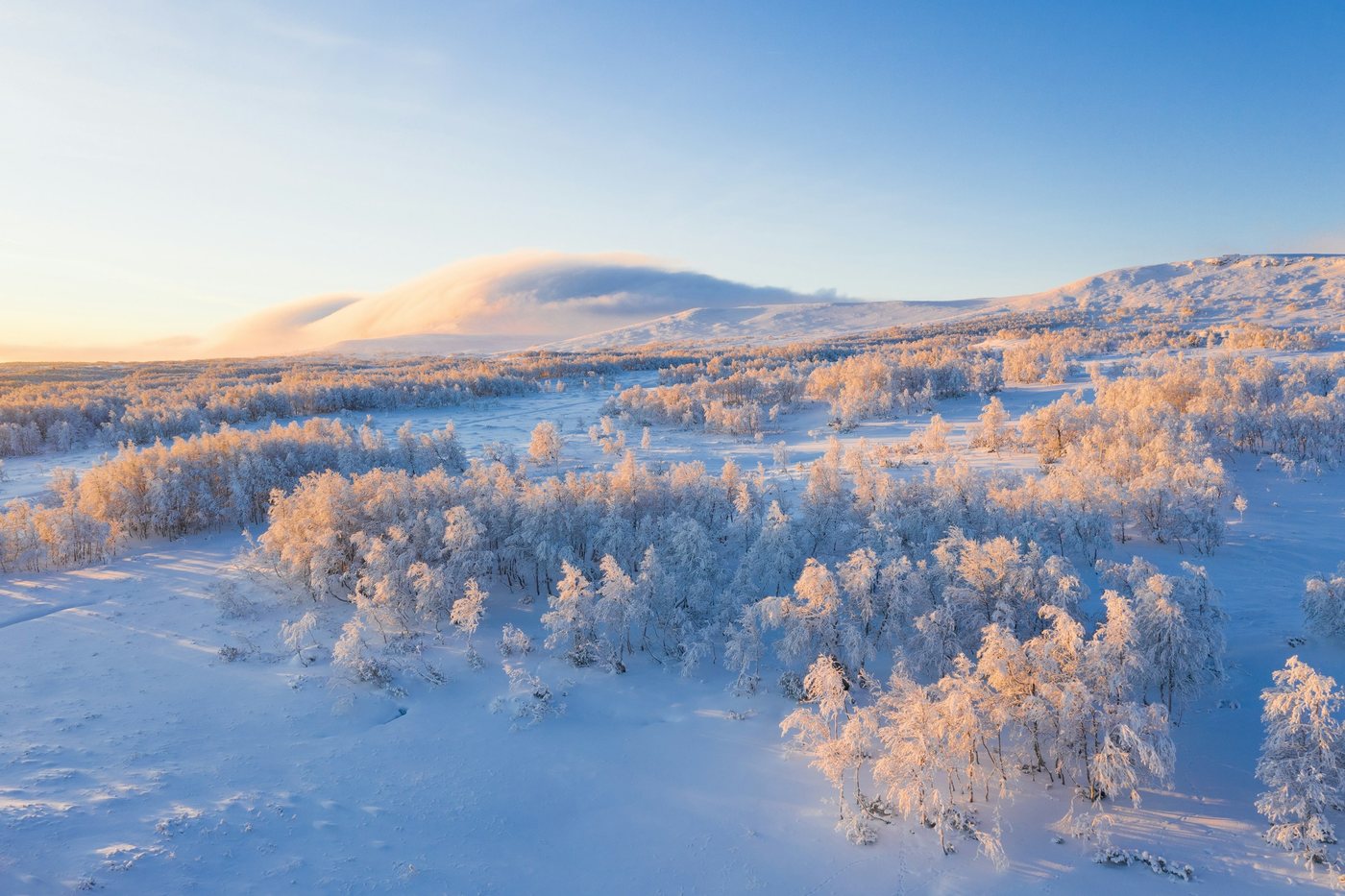 Árboles cubiertos de nieve y escarcha en las colinas de Laponia al atardecer