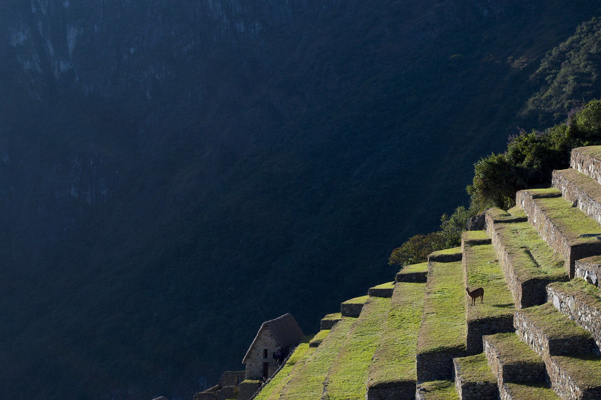 Llama en las terrazas de Machu Picchu