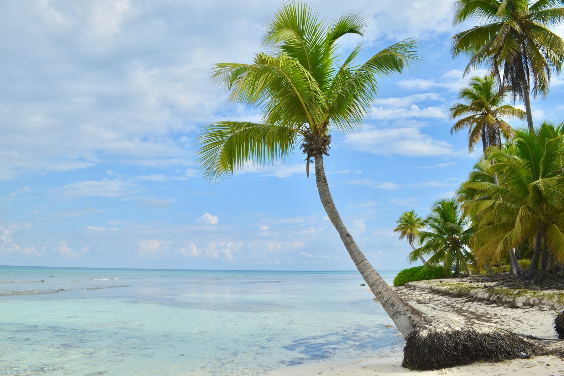 Palmera inclinada sobre el mar turquesa de Punta Cana