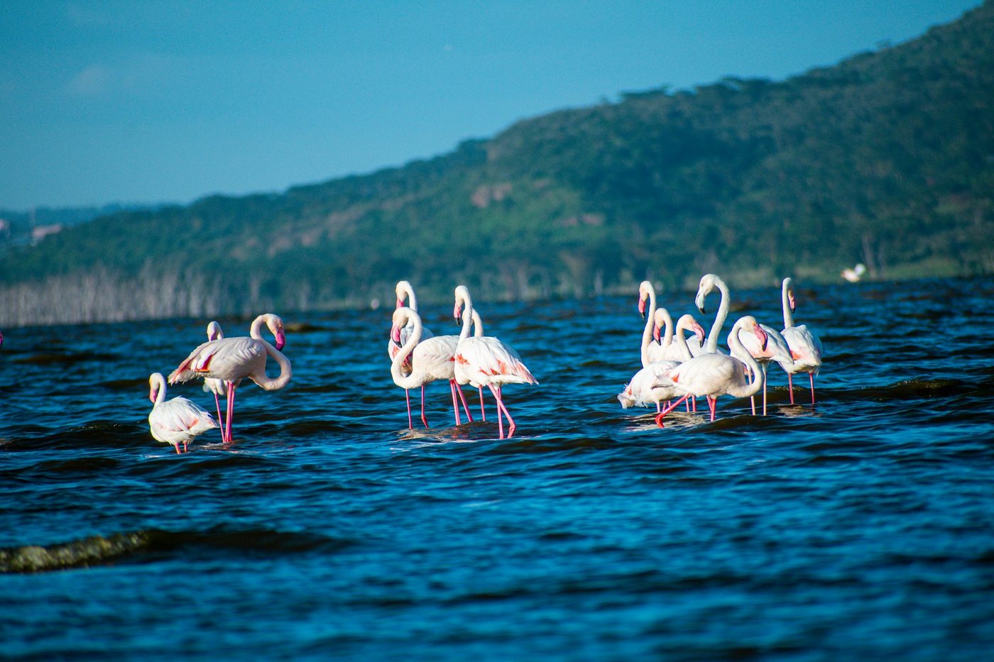 Flamencos rosados en las aguas de un lago de Kenia con colinas verdes al fondo