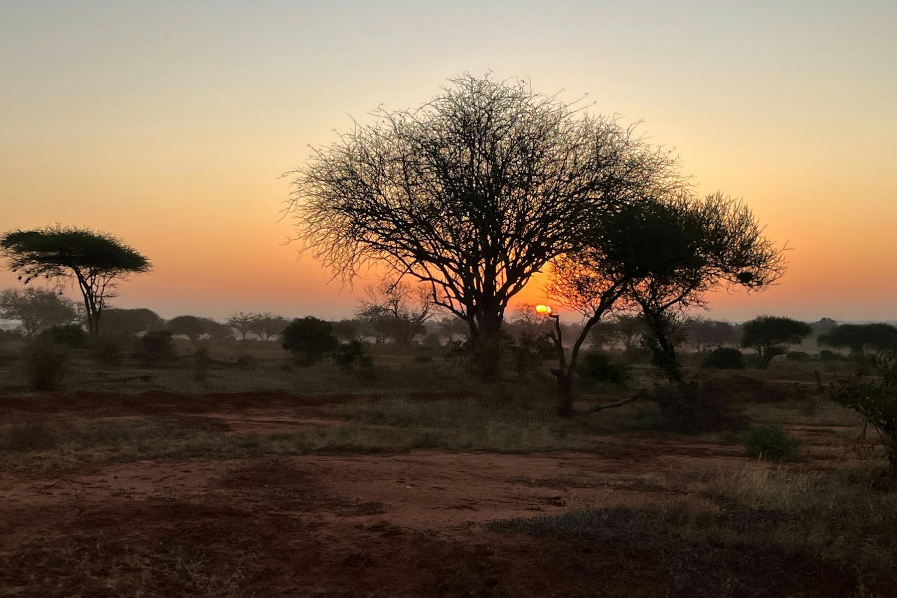 Amanecer sobre la sabana africana con acacias recortadas contra el cielo naranja