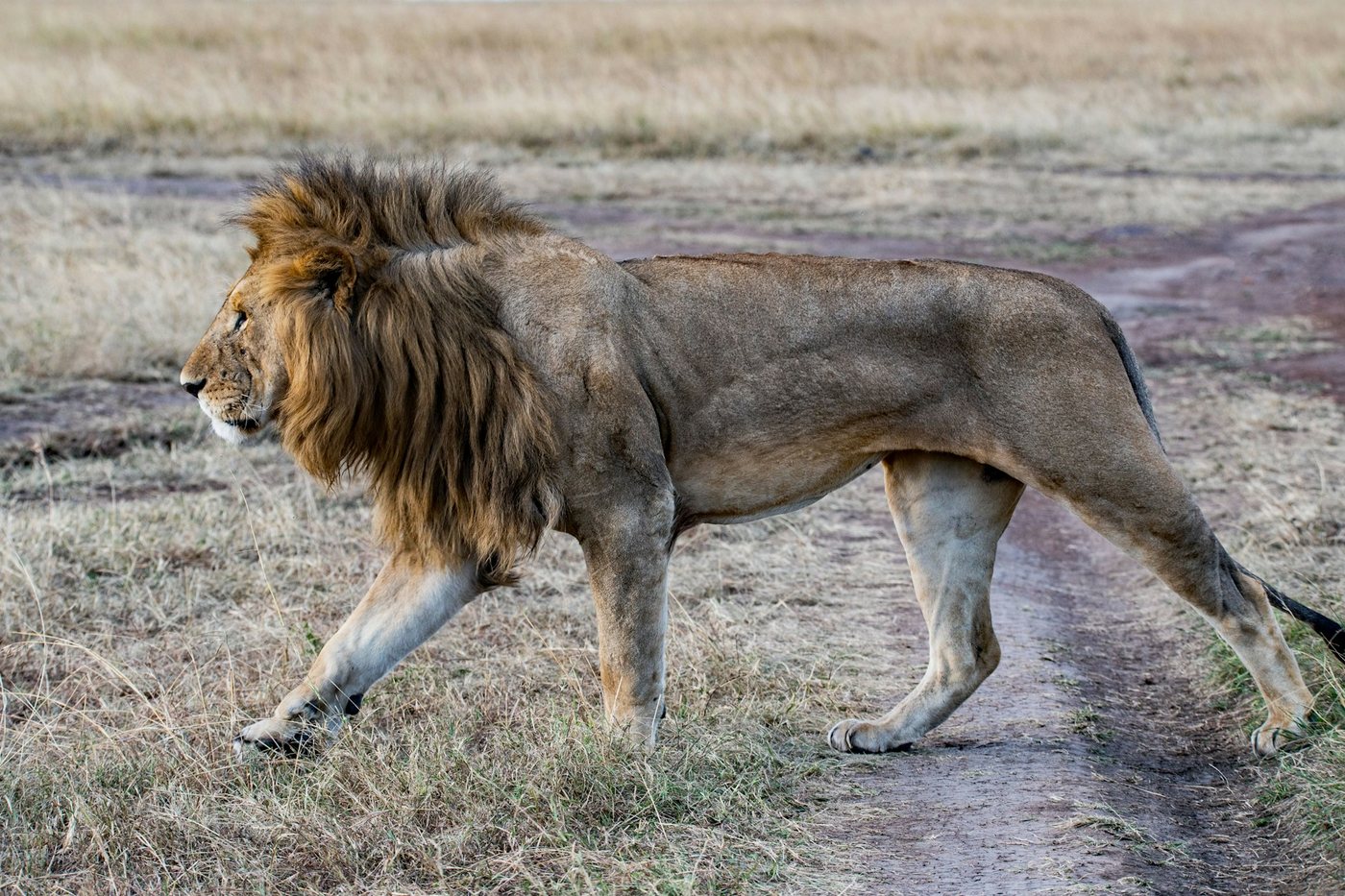León macho caminando por la sabana del Masái Mara