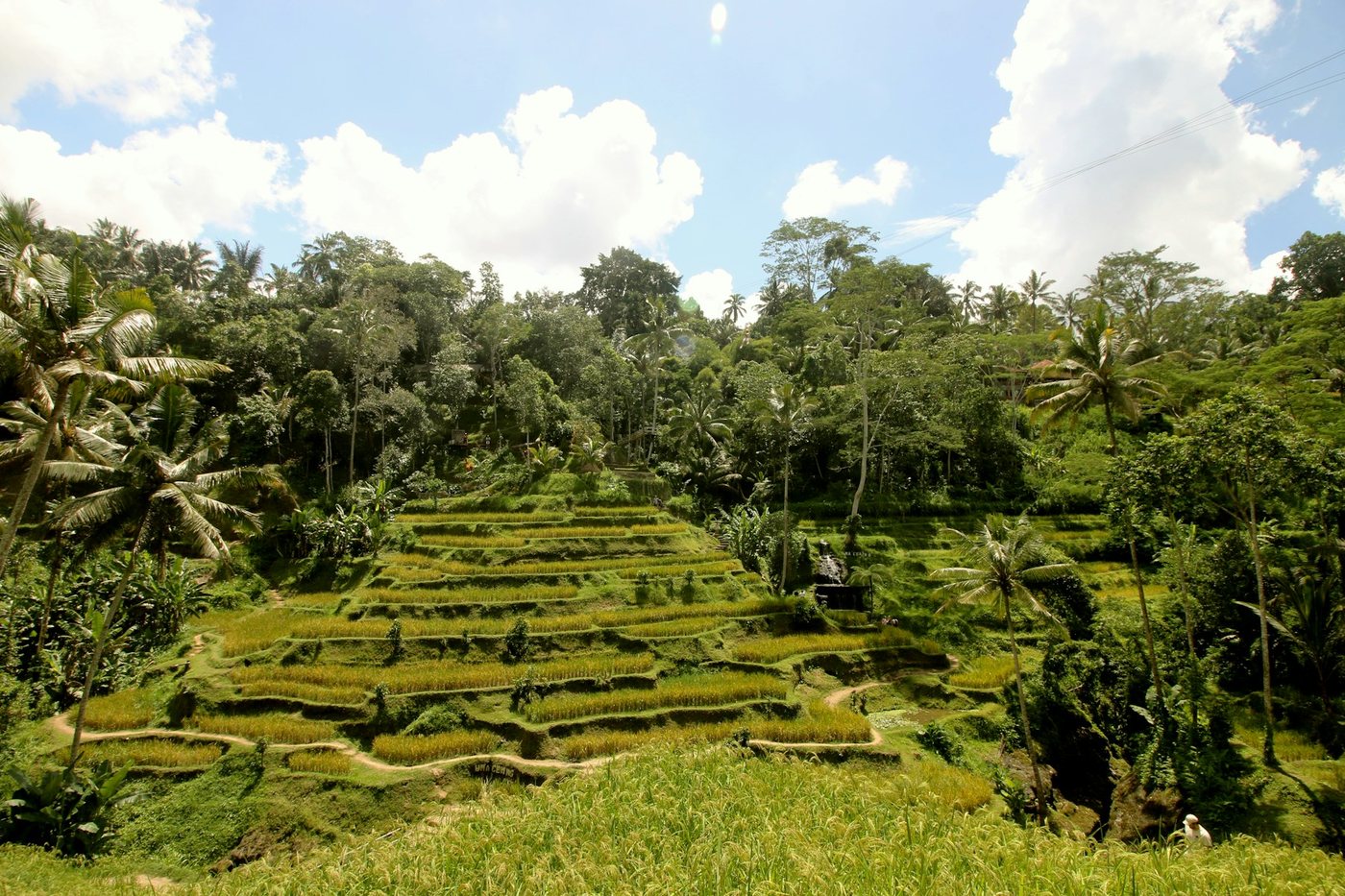 Terrazas de arroz de Tegallalang, cerca de Ubud, en Bali