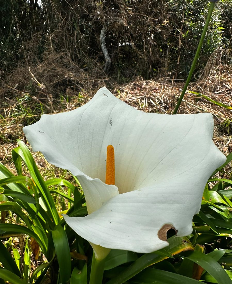 Flores de la finca, foto 24